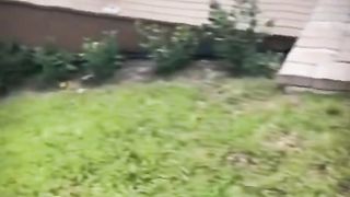 Dog funny 6