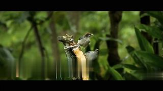 Nature Birds || Bambo Flute|| Morning Relaxing Music || 1 0
