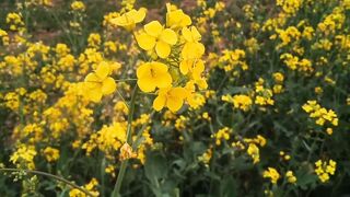 Beautiful flowers video for nature lovers