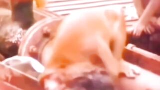 Monkey funny 3