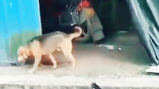Funny dog videos,