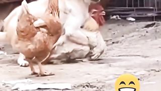 Dog and hen 2