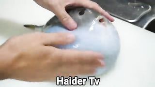 8_Unusual_Things_Found_Inside_Animals_