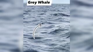 Grey Whale