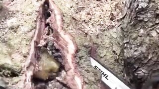 Get honey from tree