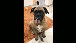 Dogs Grow Up - i'm a big kid now Baby to  Dogs. Video 2023