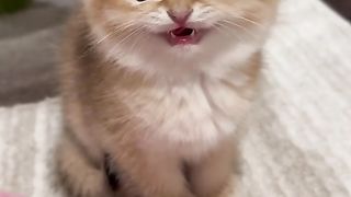 very cute cat #cute #cat #cats