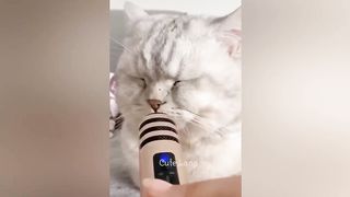 Funniest Animals 2023 2