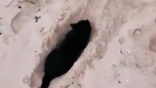 cats video 2