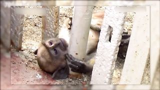 30 Animals That Asked People for Help & Kindness !.
