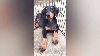 I'm a Big Kid Now - Dogs Grow Up And Cute Baby Animals 2