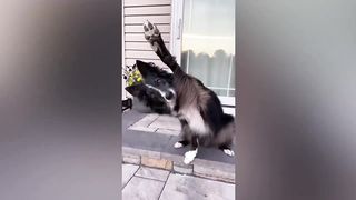 Animals Grow Up - I'm a Big Kid Now From Baby Animals To