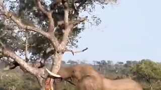 Éléphant savage