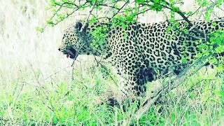 leopard eating hyena alive