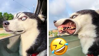 Funny Animal Videos 2023 ???? - Funny Cat & Dog Vines Compilation 2022 ???????? part-2