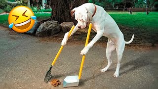 Funniest Animals Videos???? - Best Cats???? and Dogs???? Videos 2023