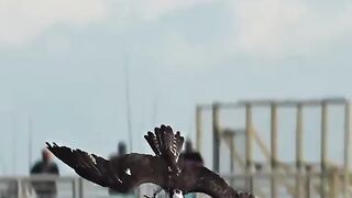 Birds flying 2