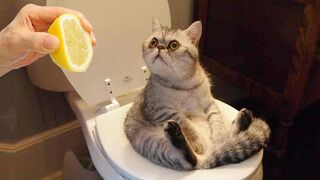 Vidéos de chats drôles jamais 2023???? partie 498