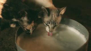 Grate funny funny video of cat|Haired77