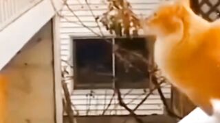 cute animal behavior 2