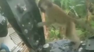 Monkey behavior opens motorbike seats