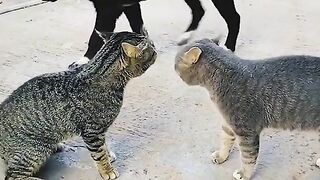 Tiktok Funny video cat dog compilation ???? ???? #1