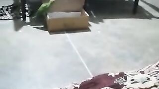 Playing parrots 2
