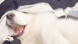 Quand votre animal et trop gros ? Que faux faire le régime ????????????