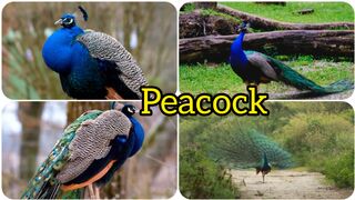 Peacock most beautiful bird in the world