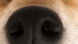 funny dog ​​behavior