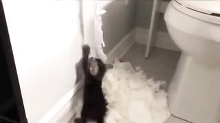 Funniest Cats ????funny life cats