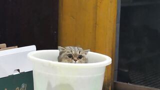 cat in a bucket