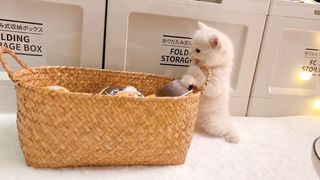 funny cat moments...