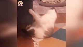 Animais lindinhos