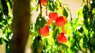 Peach Fruit Tree garden