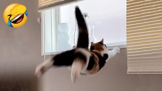 Meilleures vidéos d'animaux drôles de 2023 ????Vidéos de chats et de chiens - les plus drôles????????