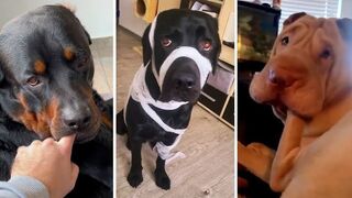 Your_Daily_Dose_of_Funny_DOGS_Compilation