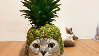 adorable and cute cat