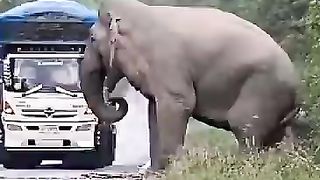 Elephant ????????