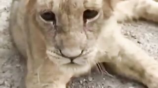 lion attitude status 16
