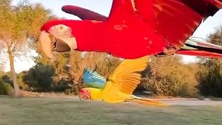 Favorite Friends _ BIG PARROTS