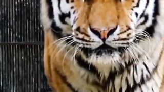 lion attitude status 18