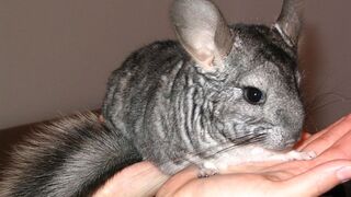 Chinchilla ???? the perfect pet