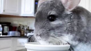 Chinchilla ???? The Unconventional but Rewarding Pet