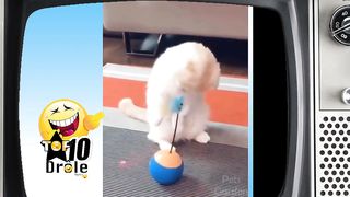 Compilation Chat Mignon ✪ Chat Drôle, A mourir de rire ???? ????
