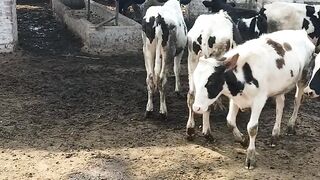 Fresian Calves