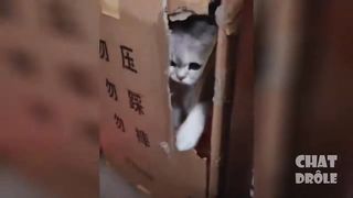 CHATS vous fera RIRE LA TÊTE - Compilation drôle de CHAT  ????