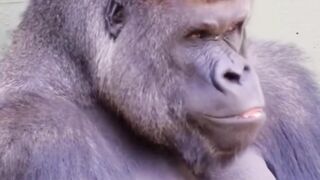 King Kong 2