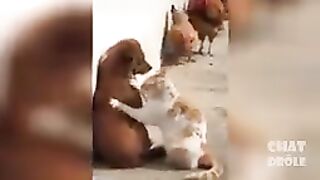 Chat drôle vidéo de chat à mourir de rire ????????18