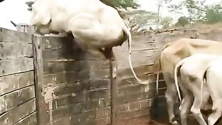 Amazing Jump 2